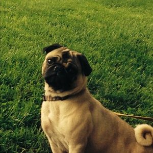 ❤️❤️❤️ pet friendly home ❤️❤️❤️